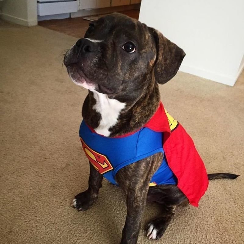 petsmart bully max