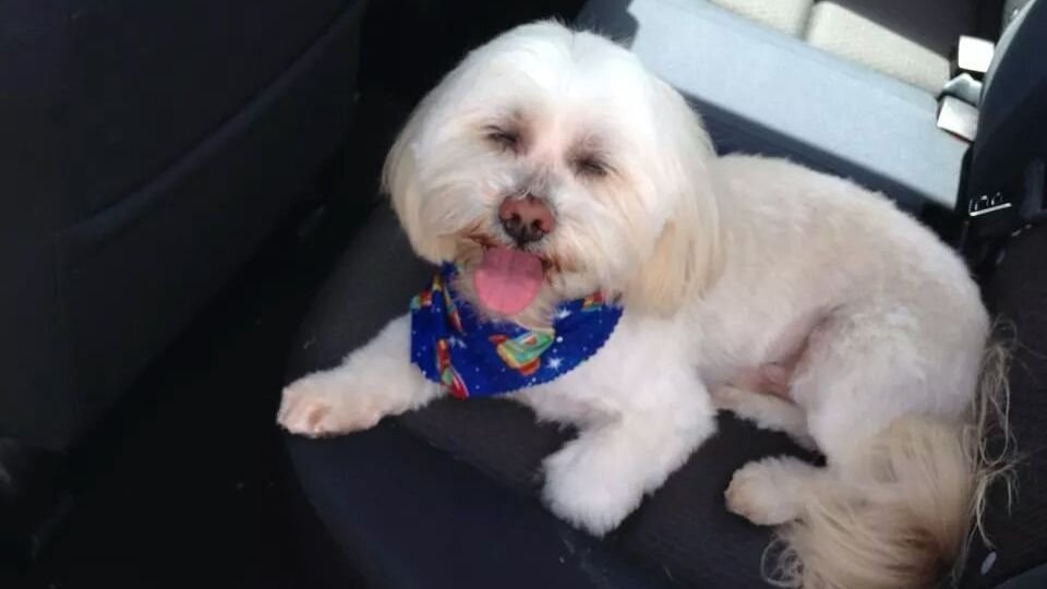 Petition · Stricter Leash Laws NATION WIDE ·