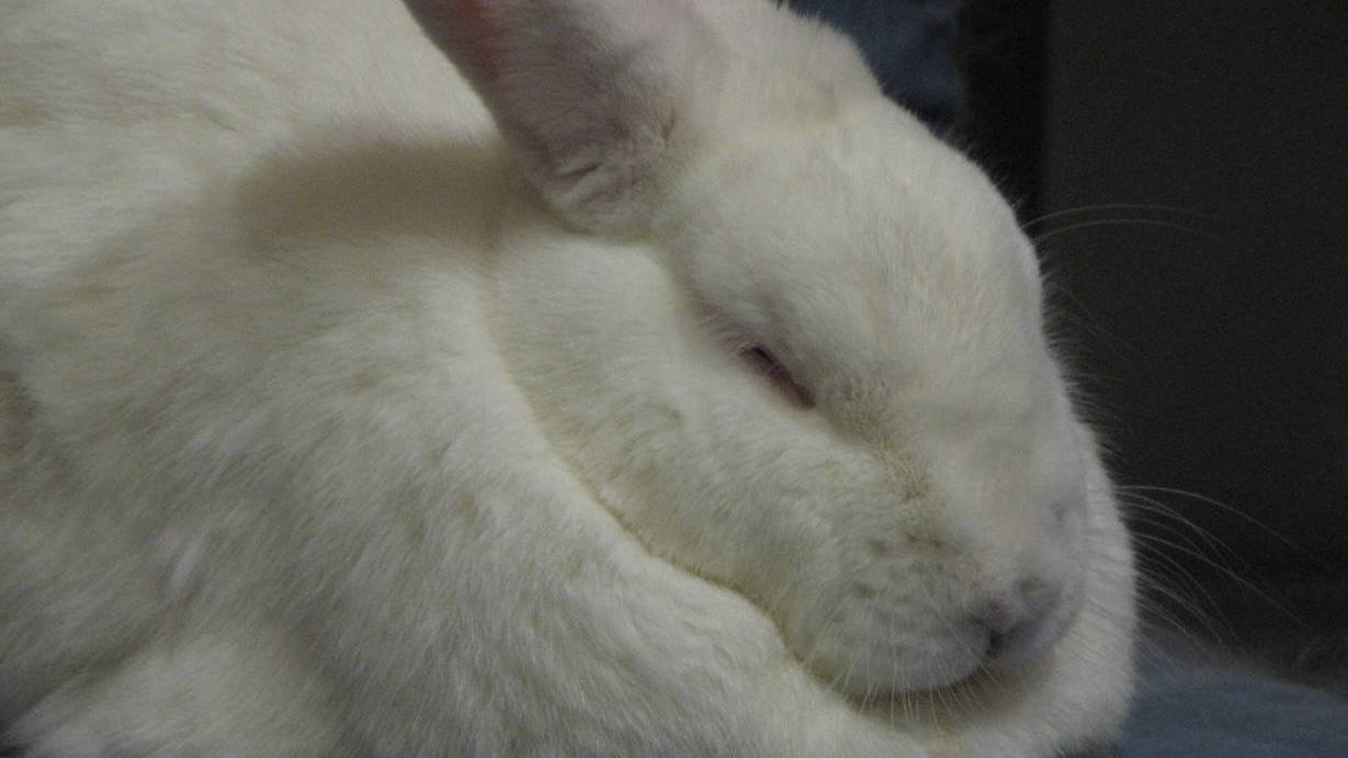 Petition · STOP selling rabbit meat Canada ·