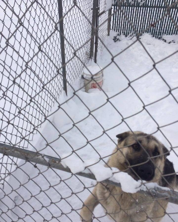 Petition · Remove the dogs being left outside in freezing temperatures