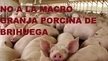 Gobierno de Castilla-La Mancha: Paralización macro granja porcina en Brihuega.