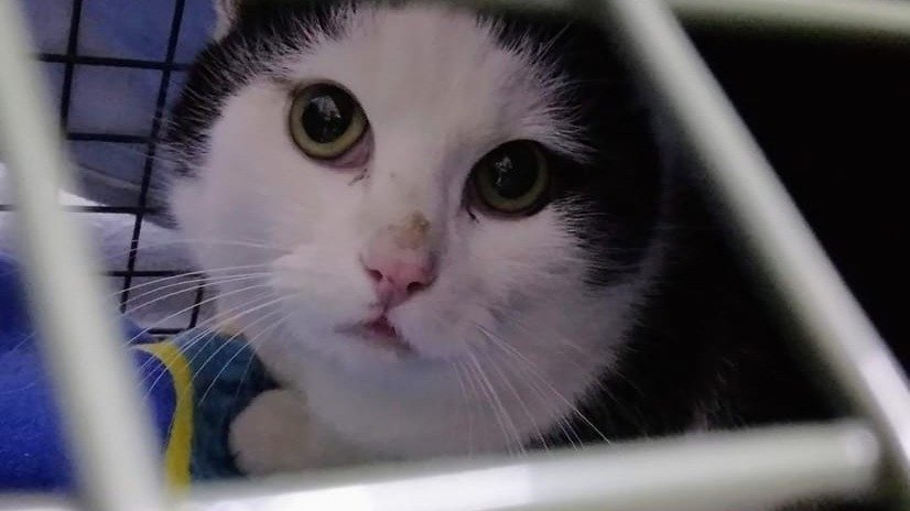  Petition · Katzenschutzverordnung? Ja! JETZT! - Deutschland · Change.org Bildidee 