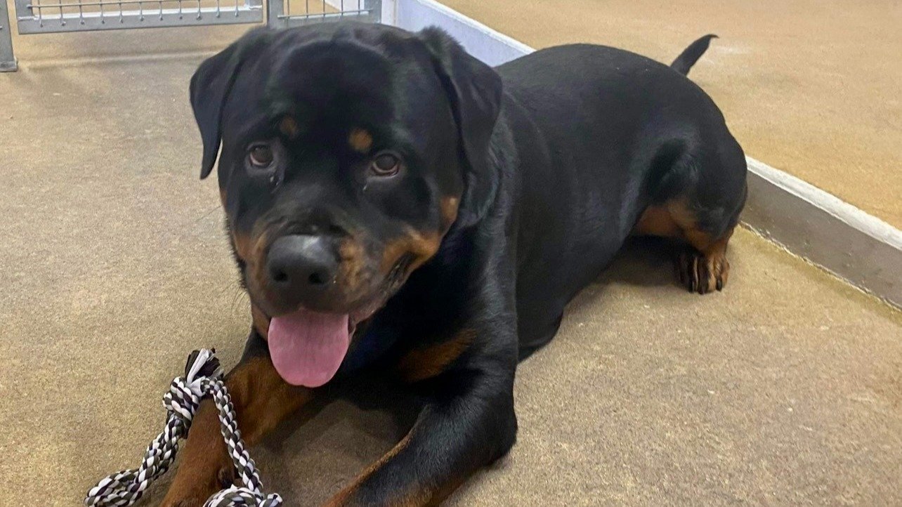 Petition · No to Tauranga Councils high Court appeal to kill Chopper