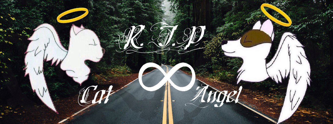 Собака ангел ripangel. Rip angel собака. Rip angel. Rip angel rip cat. Rip angels видео.