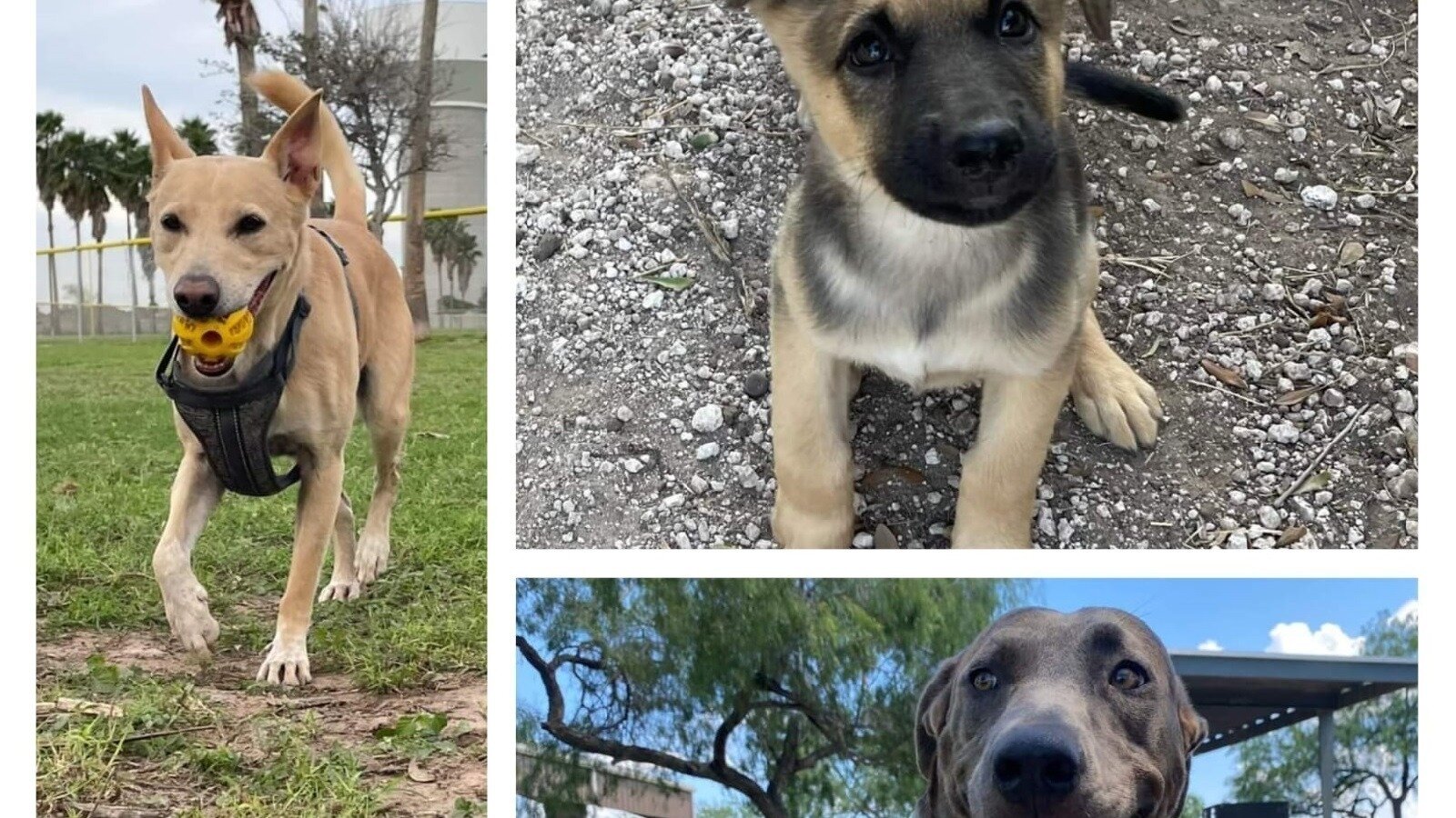 Petición · HELP SAVE AIMEE'S DOGS FROM AN UNJUST EXECUTION! - México ...