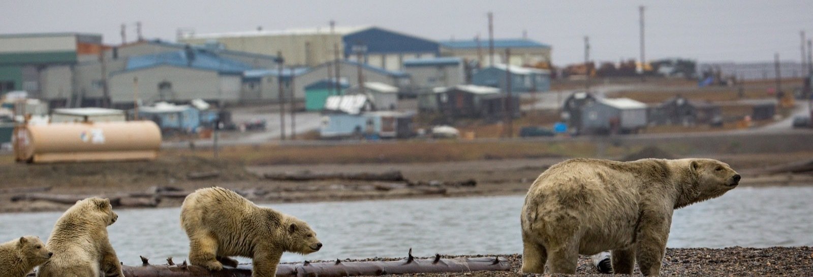 Petition · Stop Willow United States ·