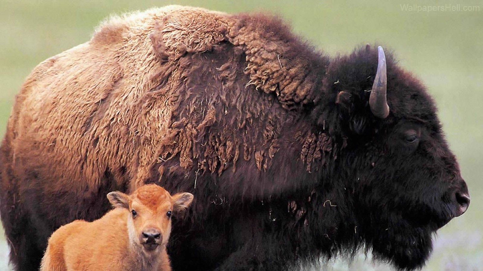 Petition · STOP THE BISON SLAUGHTER! · Change.org