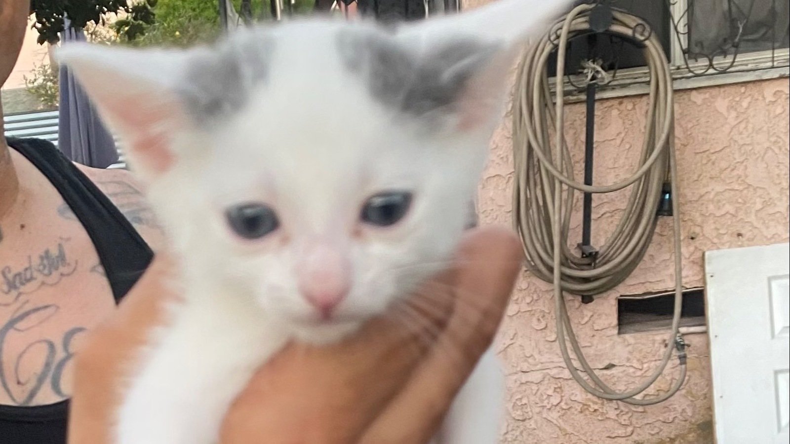 Petition · help me save a kitten !! United States ·