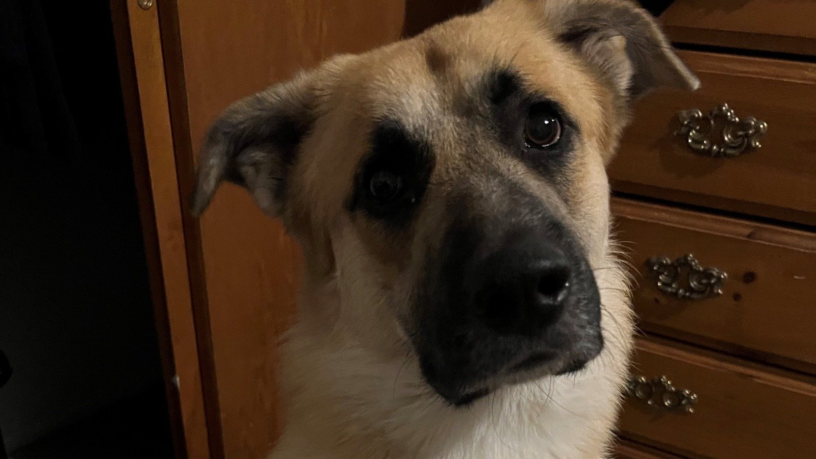 Petition · END KILL SHELTERS United States ·