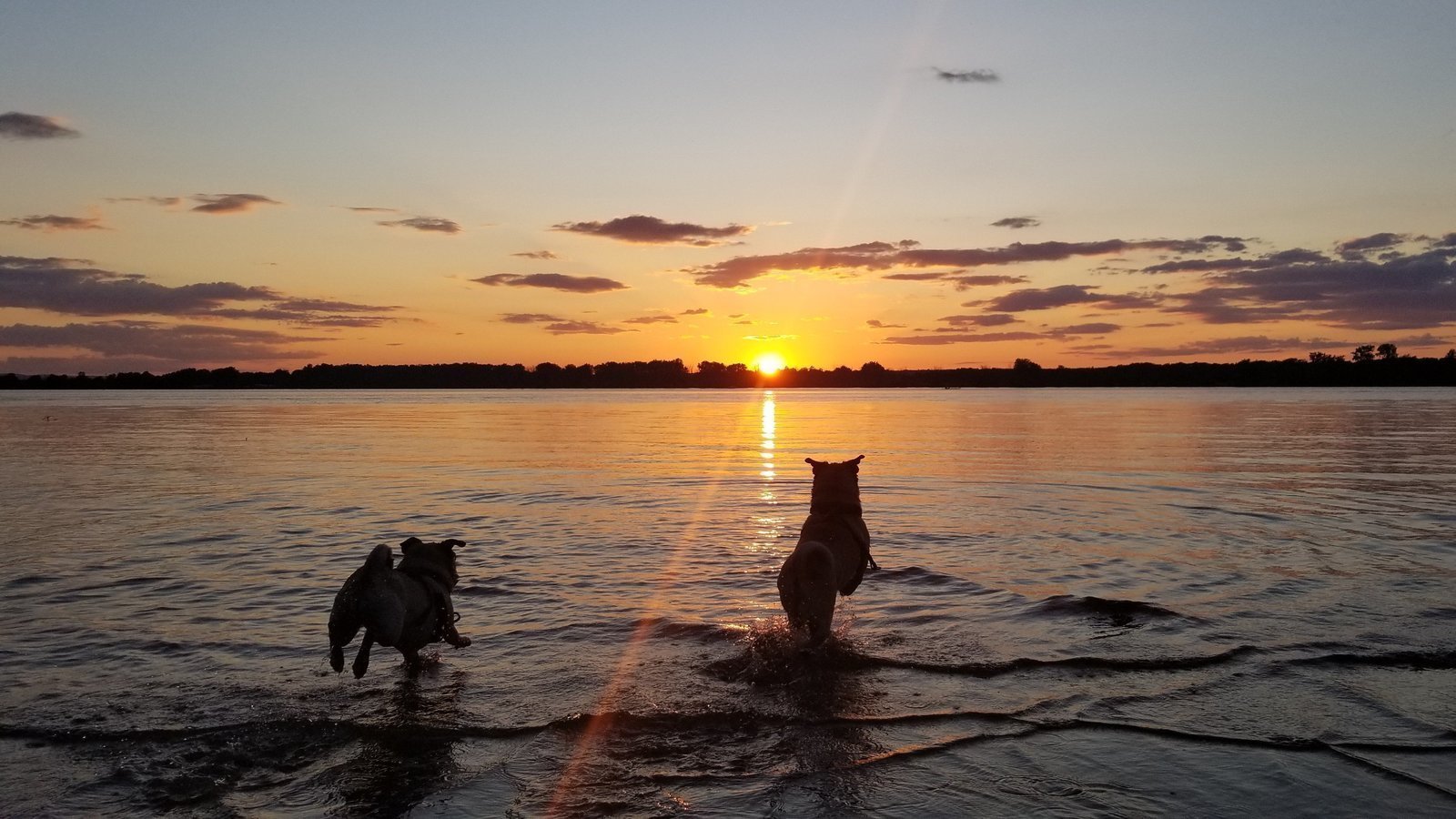 Petition · Petition for a dogfriendly beach in Ottawa ·