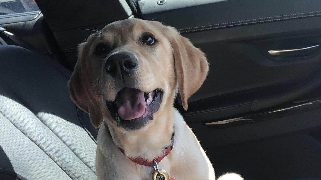Petition · Allow animals to be able to live at Callaway House Austin ...