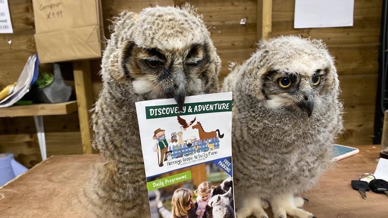 Petition · Save Herrings Green Farm & Bird of Prey Centre United Kingdom ·