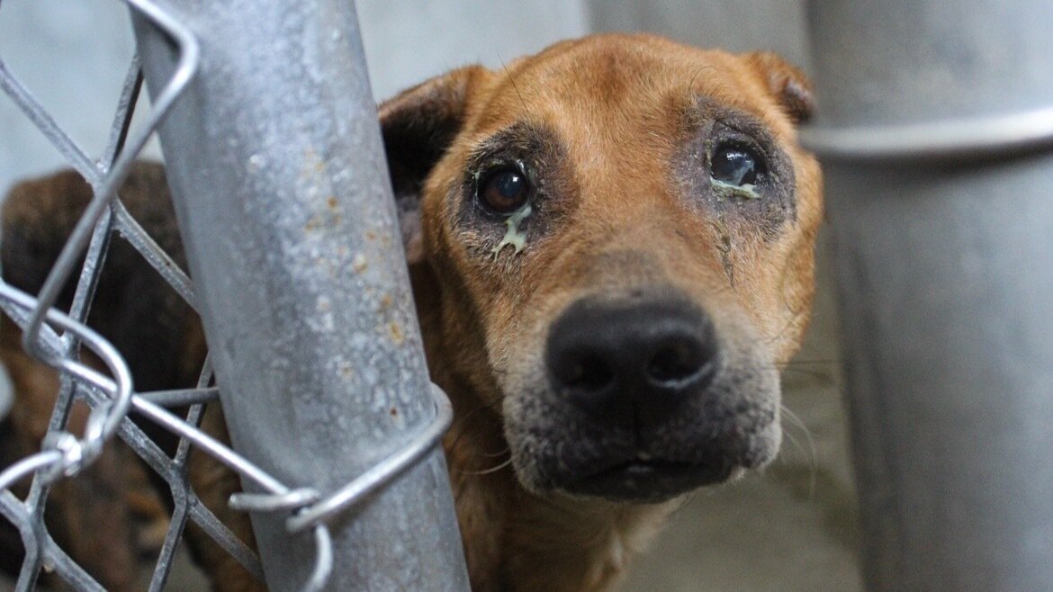 Petition · Reinstate United Airlines PetSafe Travel Program United