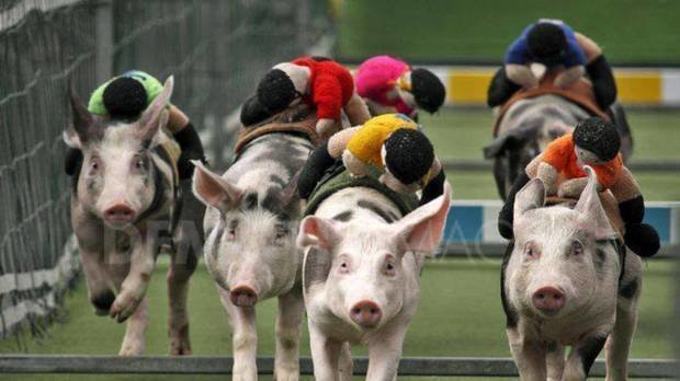 Petition · Cancel Enniscrone Pig Race at the Black Pig Festival ...