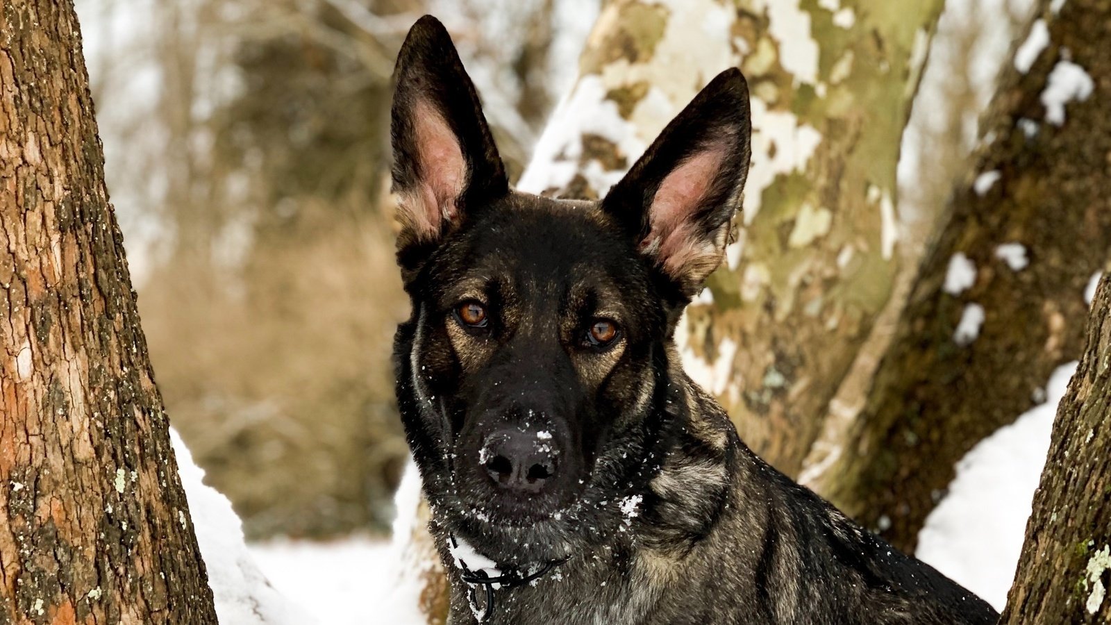 ruffwear service dog