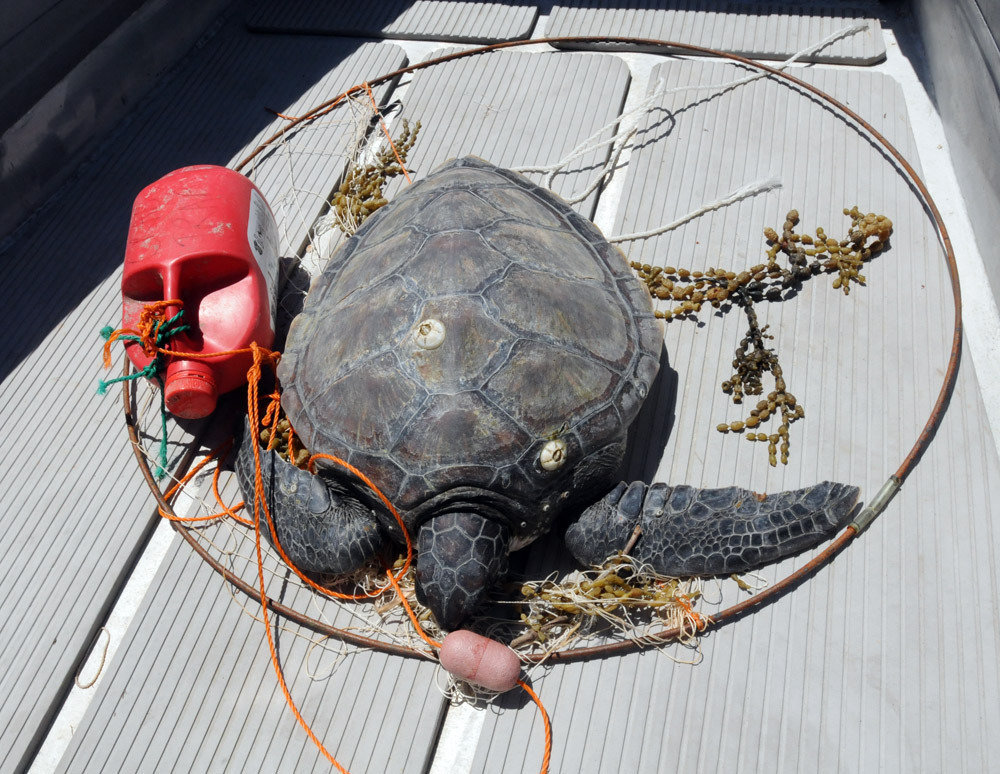 Petition · Save our turtles & phase out the use of witches hat crab