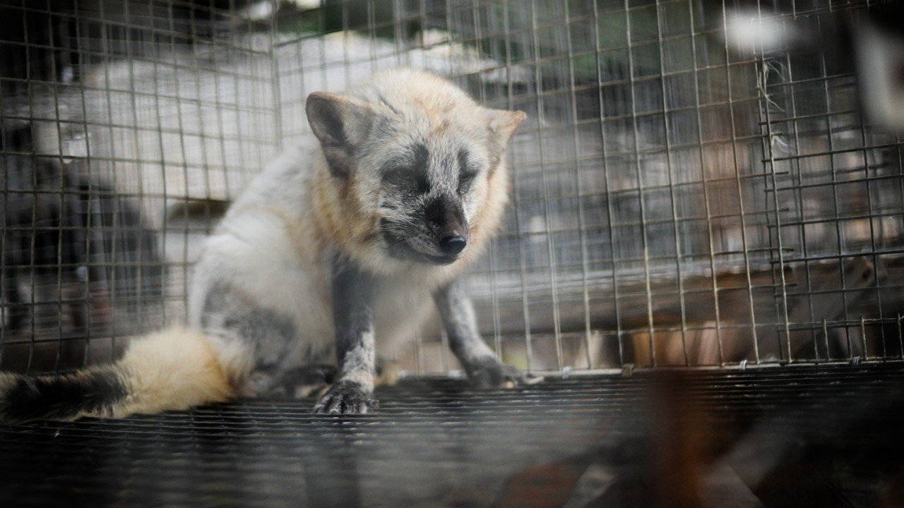 Petition · Harvey Nichols Stop Selling Fur United Kingdom ·
