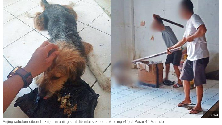 Petisi · Hukum Pelaku Pembunuhan Anjing di Ruko Pasar 45 Manado