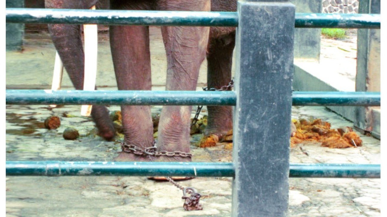 Topic Hewan Change Org