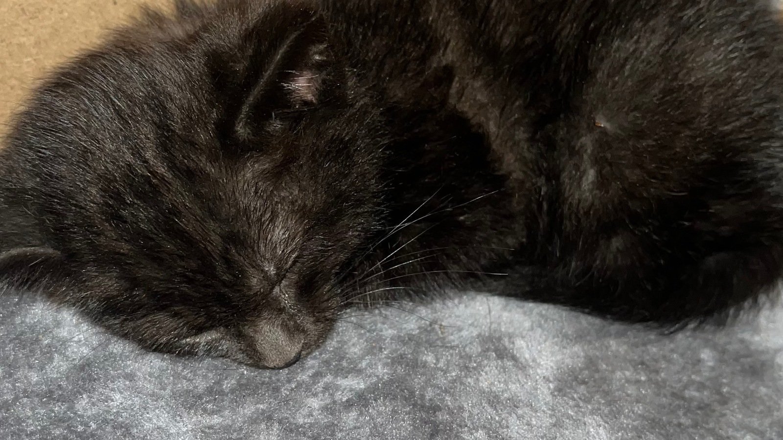 Petition Helping A Sick Kitten United States Change Org
