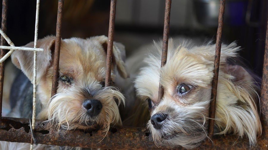 Petition · Puppy mills should be illegal United States ·