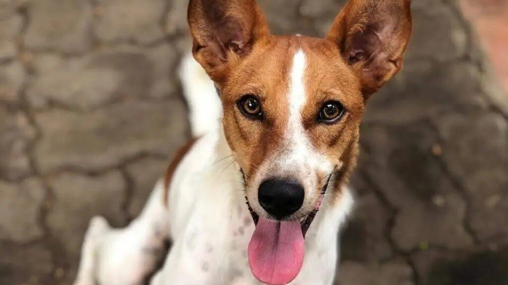 Petition · Stop the Inhumane Killing of Stray Dogs - Sri Lanka · Change.org