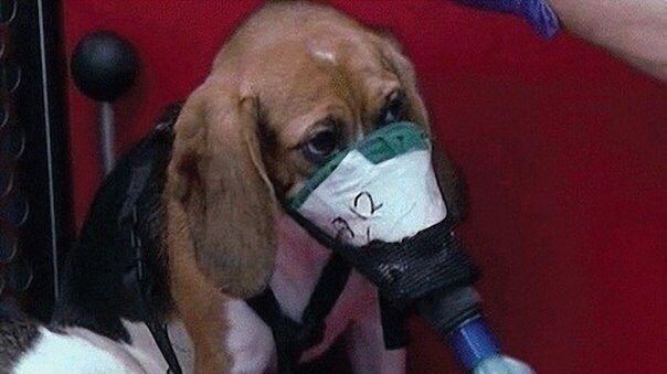 Петиция · Запретить тестирование сигарет на животных - Беларусь ...