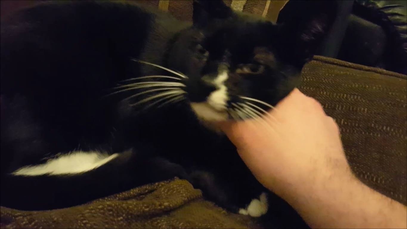 Petition · For all cats to be microchipped by law United Kingdom