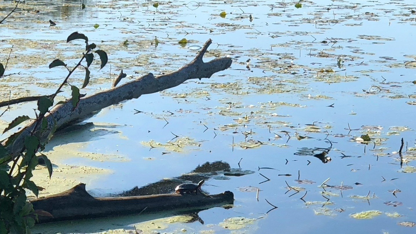 Petition · Restore Lake County, Illinois, Lakes United States