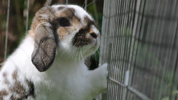Prison Imprisonment Rabbit Petition · Save Rabbits from imprisonment and pain! - Pakistan · Change.org