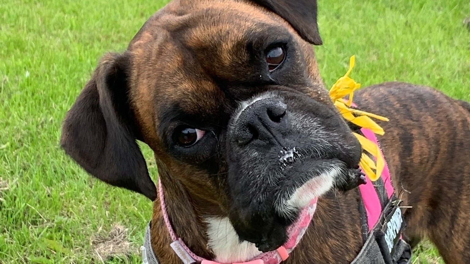 Petition To Make Dog Walkers More Regulated Change