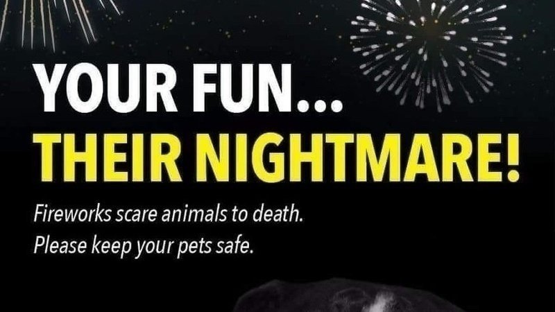petition-ban-fireworks-in-or-near-flying-fox-camps-in-our-lga
