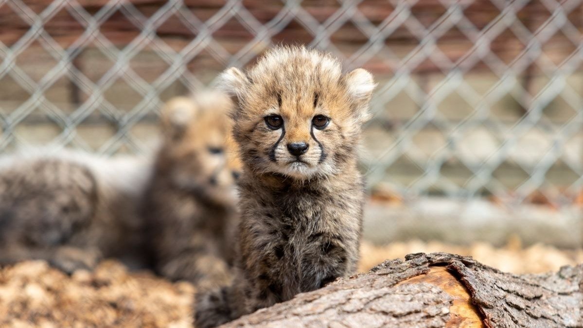 Petition · Help save zoo animals! Zoos are not helpful ·