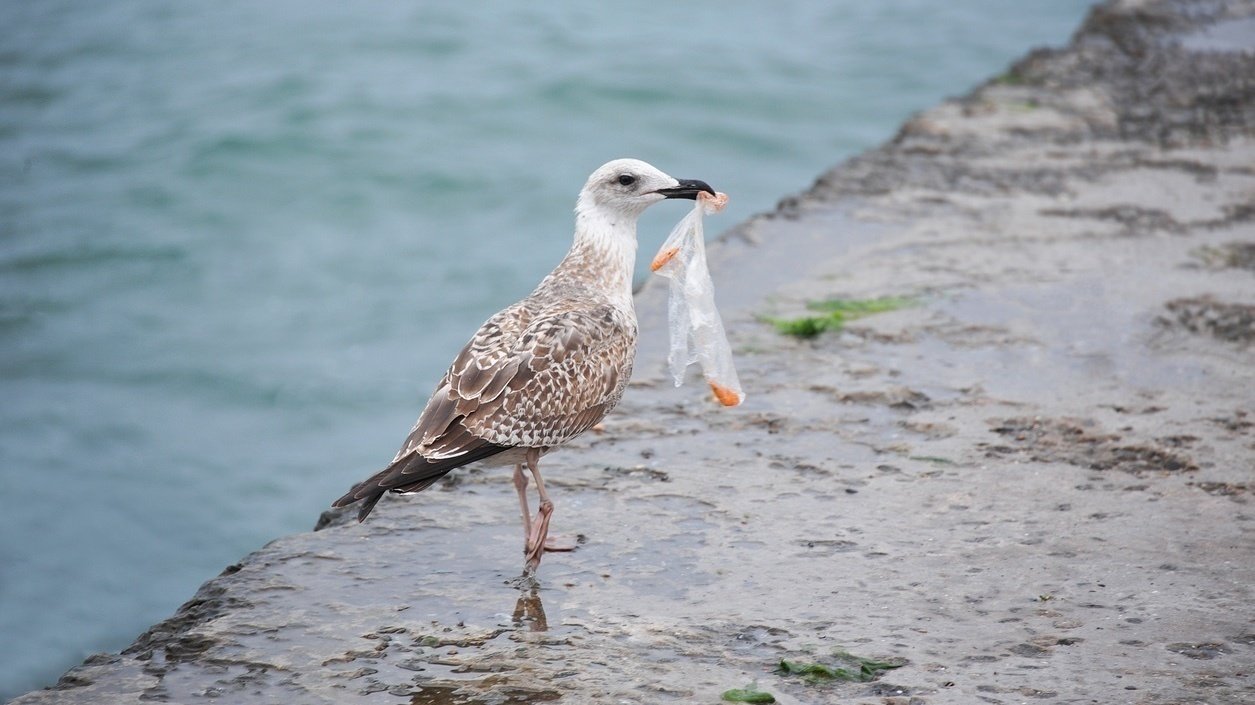 Petition · Ban Plastic Ice Cream Spoons United Kingdom ·