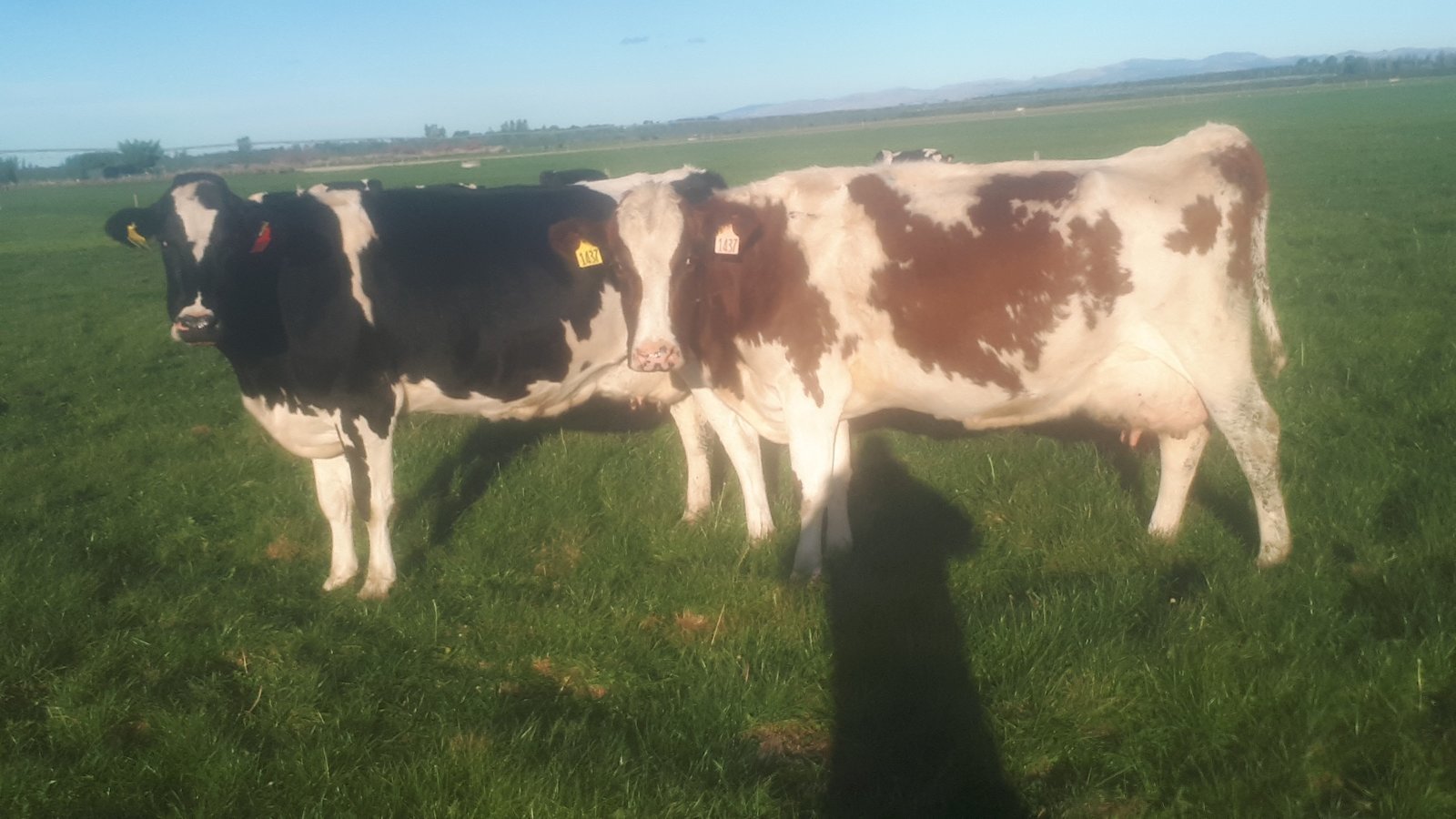 Petition · Stop the unnecessary killing of cows in New Zealand