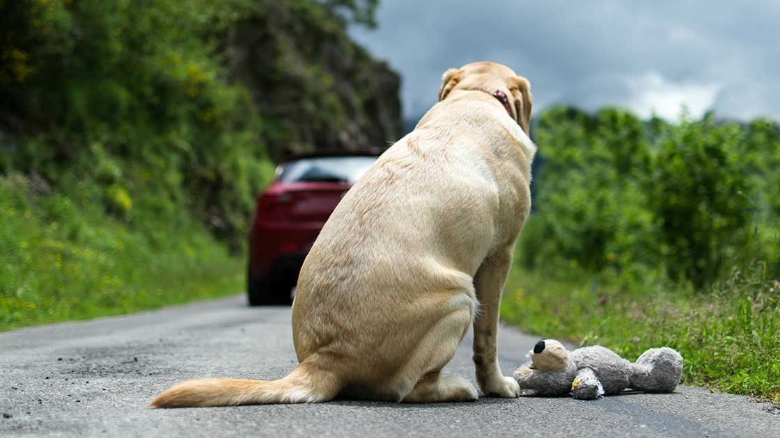 Petition · Leash Law in Rhea County Tennessee United States ·