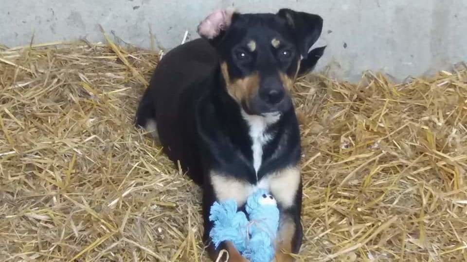 Petition · North Cyprus street dogs and cats should all be neutered