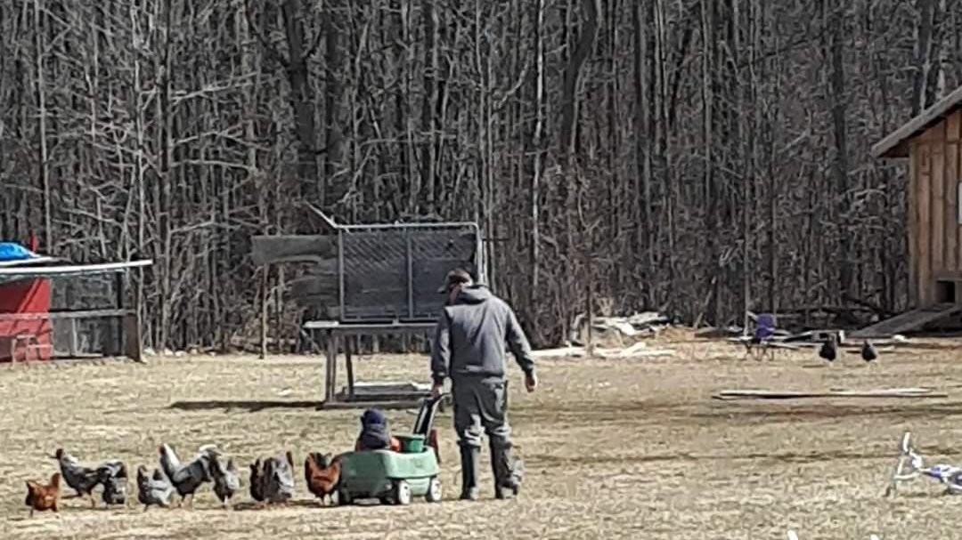 Petition · Backyard Chickens allowed in Stone Mills Township Canada ·