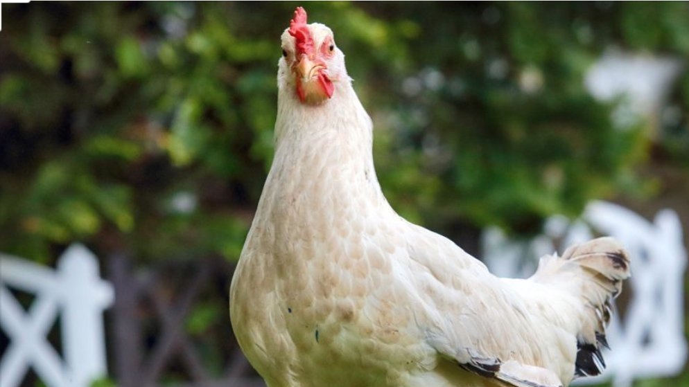 Petition · Back Yard Chickens in Burnaby ·