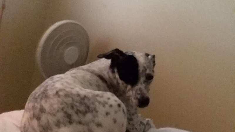 tiny cowboy hat for dogs