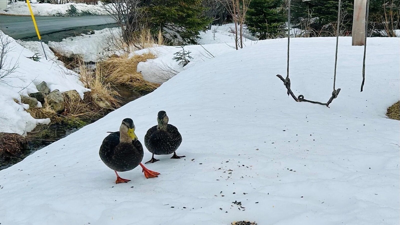 Petition · Implement Duck Crossing Signs in Portugal CoveSt . Philips Portugal CoveSt