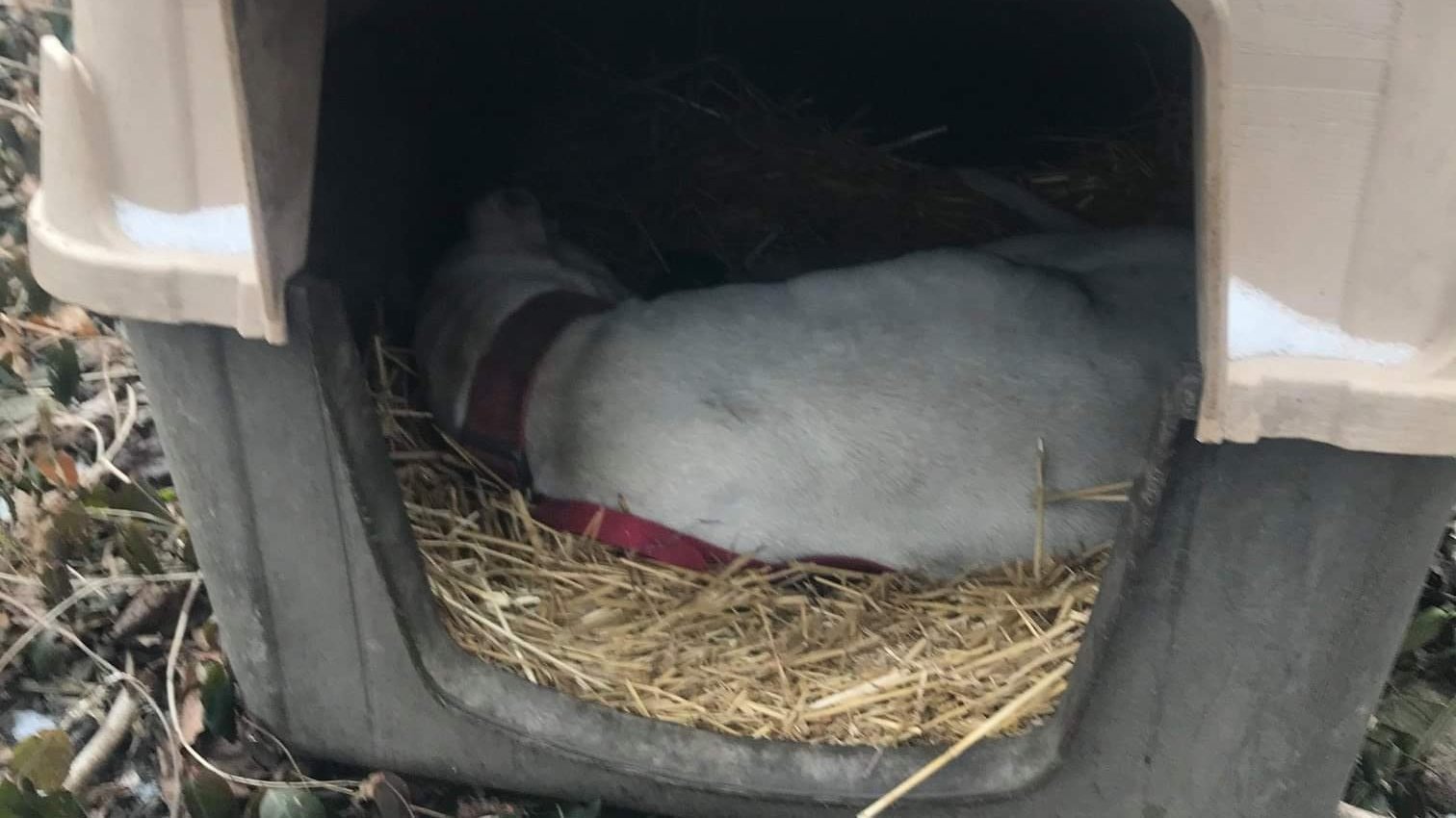 Petition · Make it illegal for dogs forced to live outside in frigid temperatures below 32