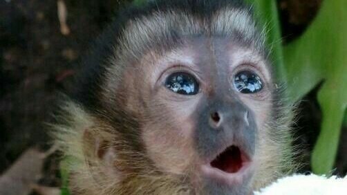 Petition · Allow Monkeys to be legal in Yuma az - Yuma, United States