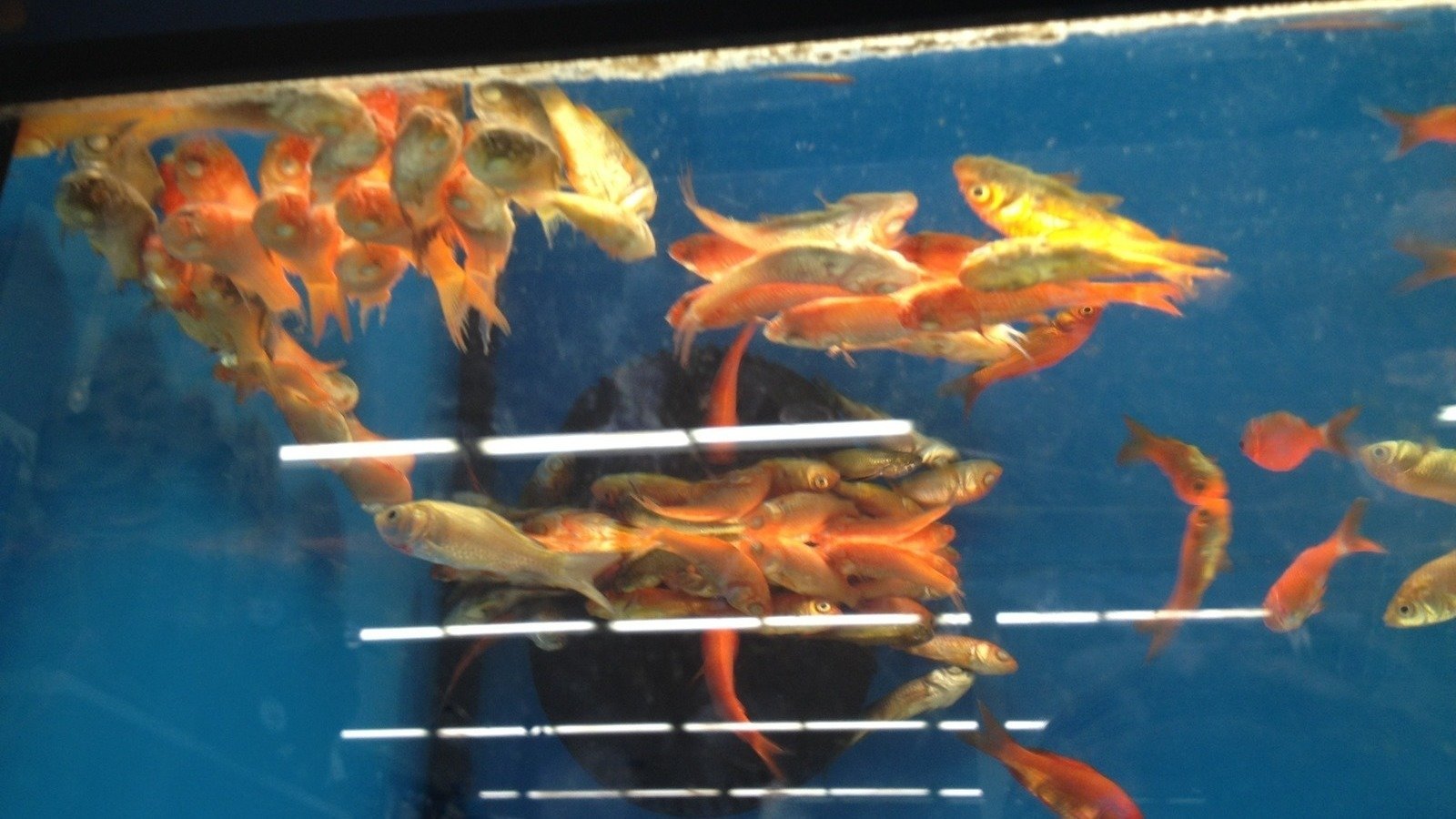 Petition · Walmart Stop Selling Live Animals United States ·