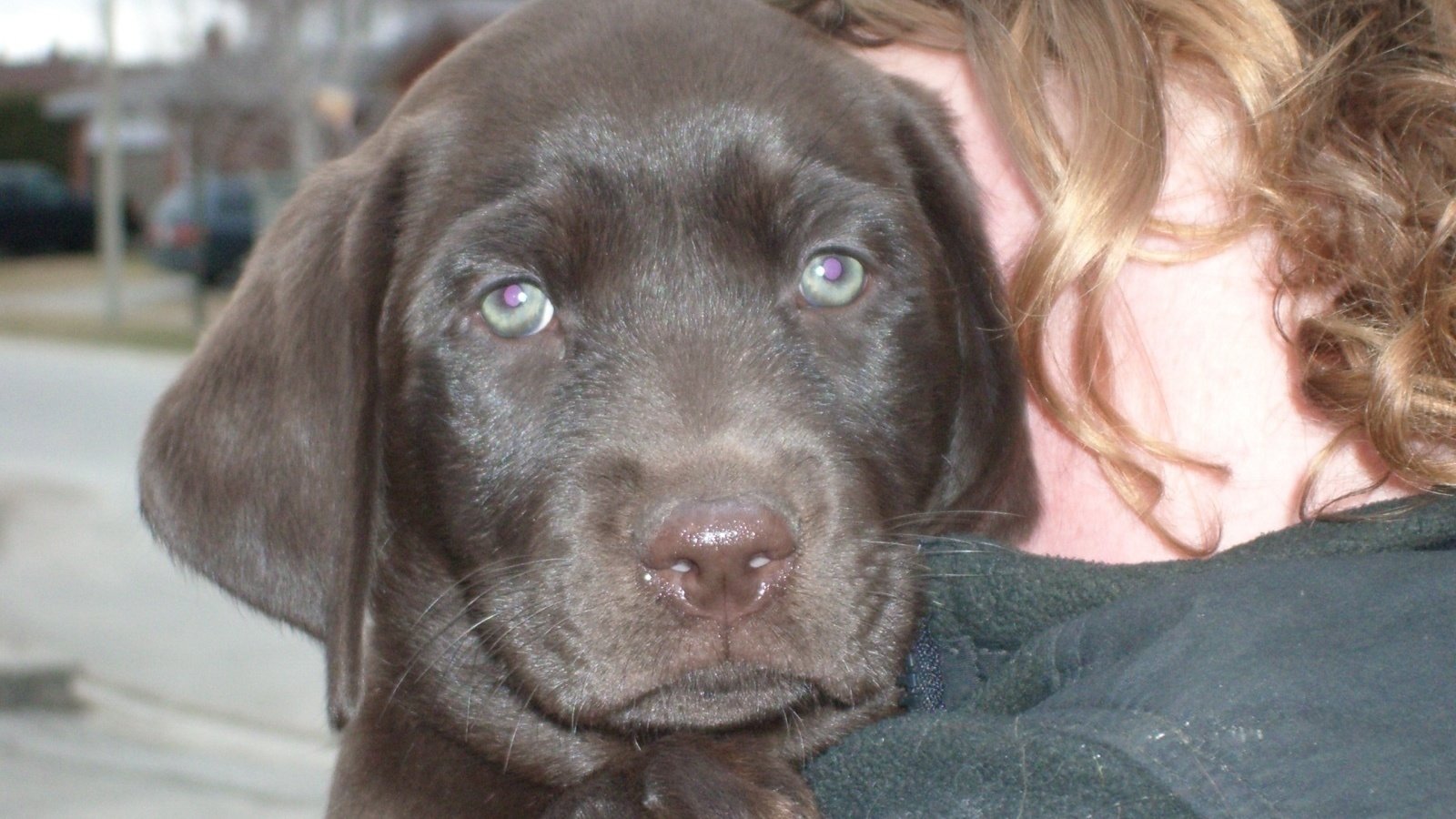 Petition · Puppy and Behavioural Dog Training is an Essential Service