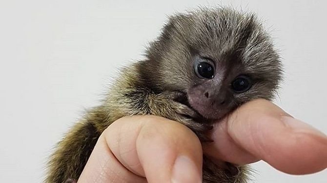 Petition Make Mikayla S Mom Let Her Get A Finger Monkey Change Org