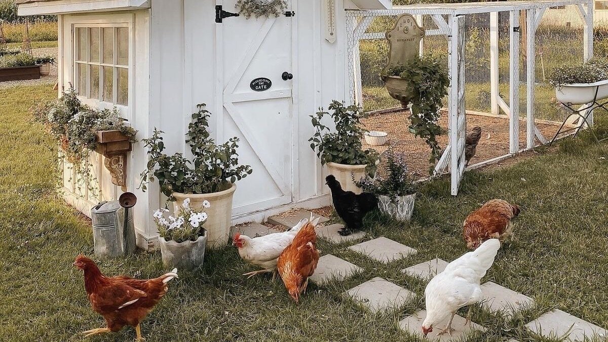 Petition · Permit the Raising of Chickens in Our Neighborhood United States ·