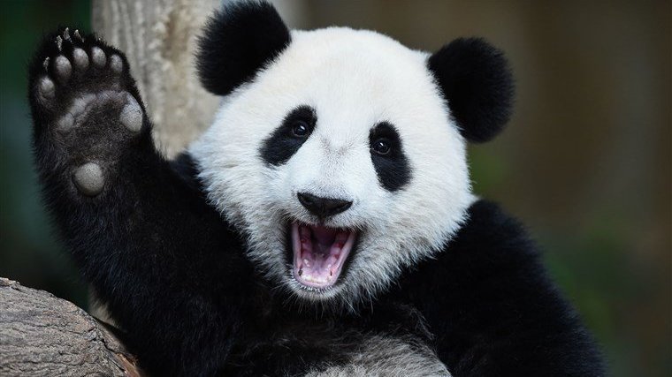 Petition Protect Pandas Don T Destroy Them United States Change Org Petition Protect Pandas Don T Destroy Them United States Change Org