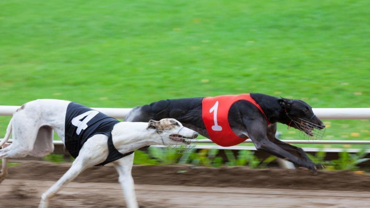Petition update · Irish greyhound racing has a doping problem · Change