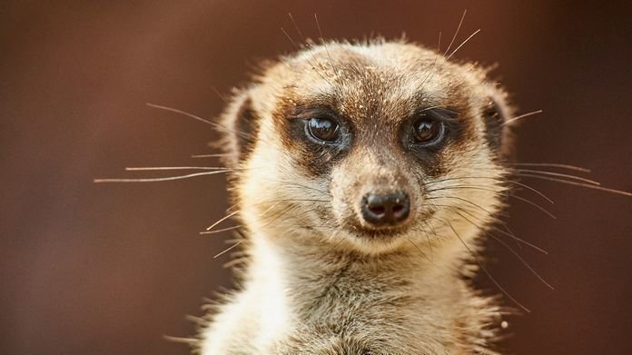 Petition Teach Alex The Meerkat A Lesson Change petition-teach-alex-the-meerkat-a-lesson-change